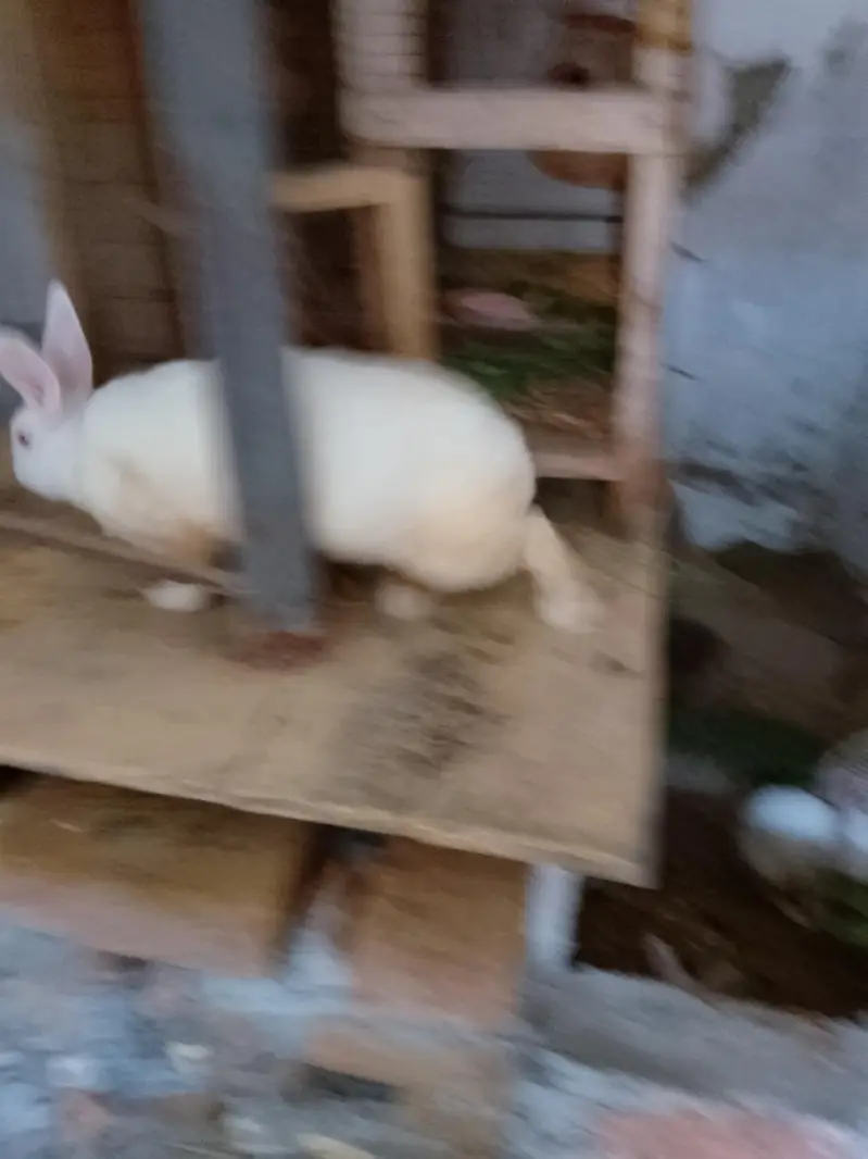 Mr Rabbit