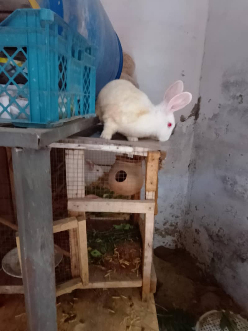 Mr Rabbit 1