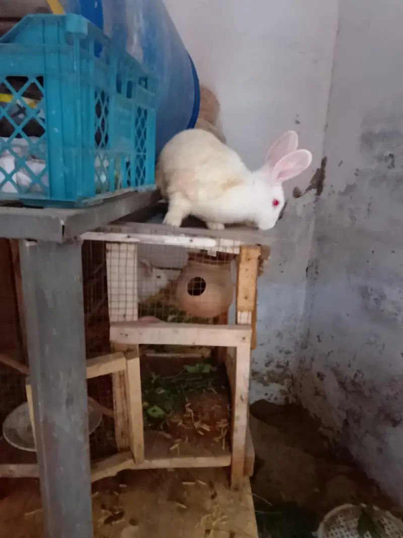 Mr Rabbit — photo 2