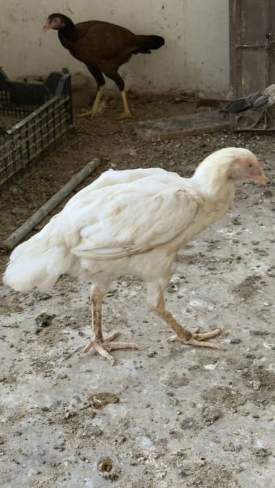 Heera aseel hen