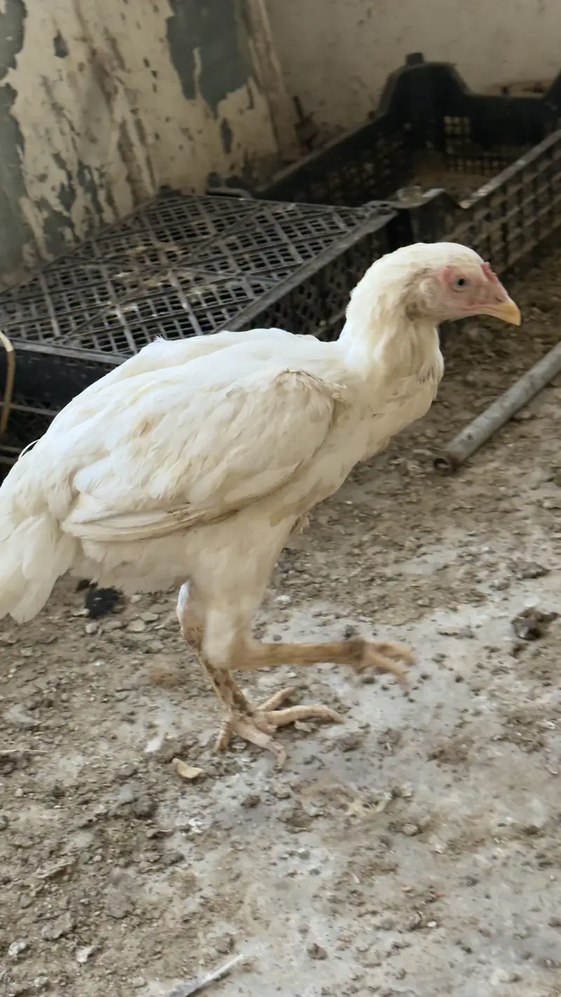 Heera aseel hen — photo 2