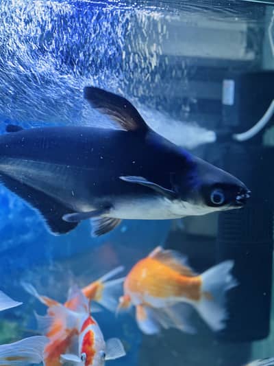 Aquerium Fish ( Blue Line Shark and Long Tail )