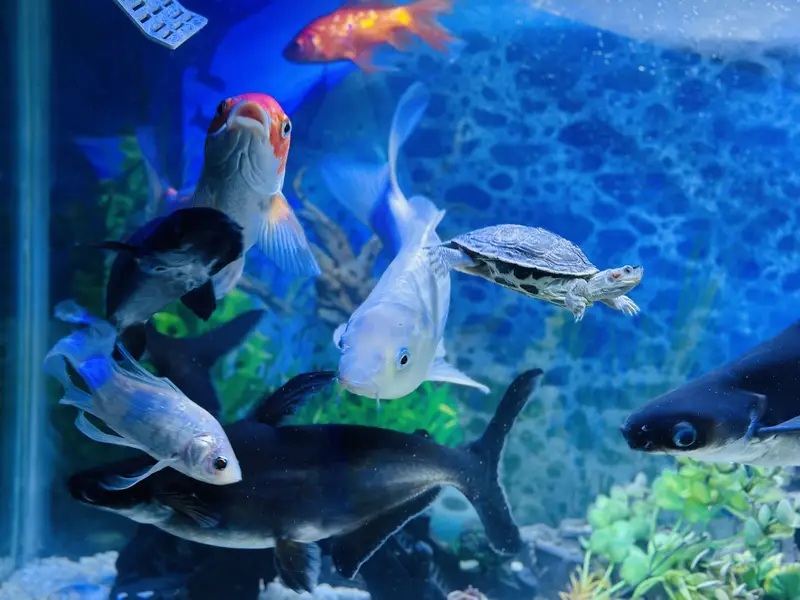 Aquerium Fish ( Blue Line Shark and Long Tail ) — photo 2