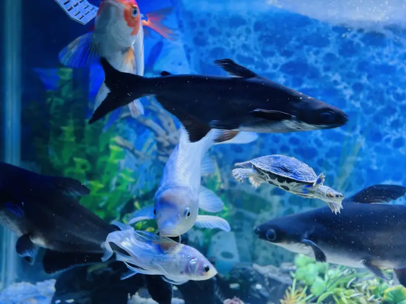 Aquerium Fish ( Blue Line Shark and Long Tail ) — photo 3