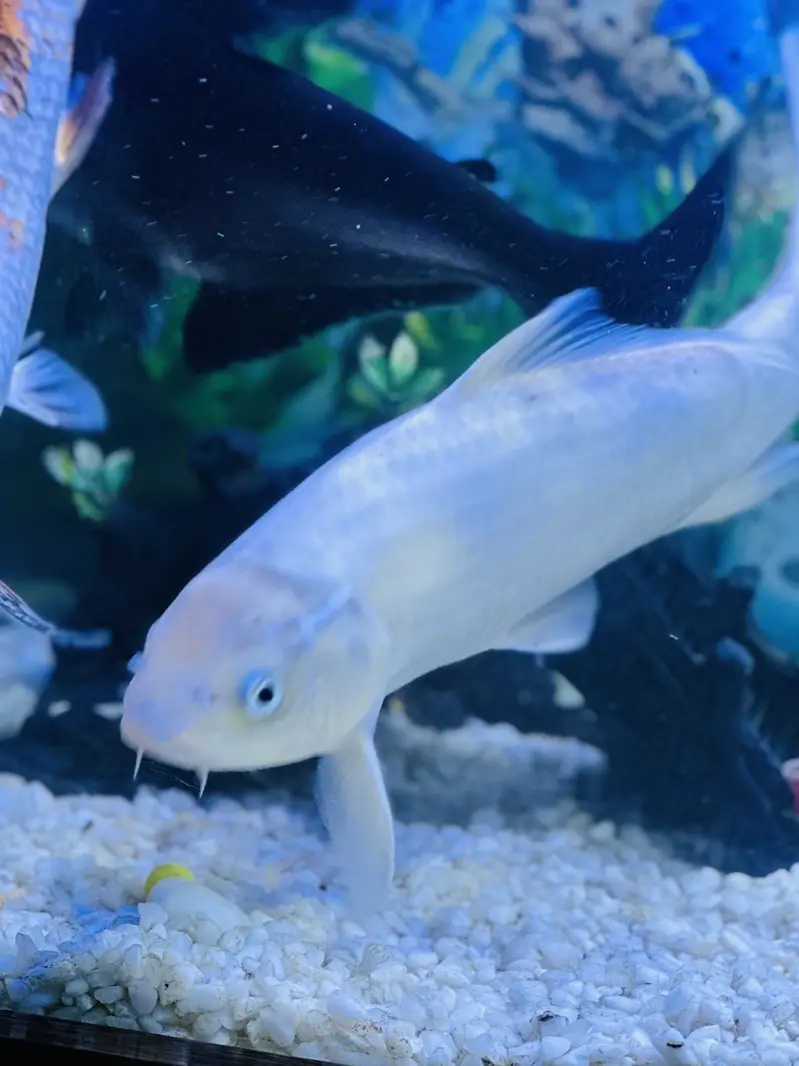 Aquerium Fish ( Blue Line Shark and Long Tail ) — photo 4