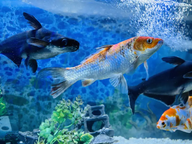 Aquerium Fish ( Blue Line Shark and Long Tail ) — photo 5