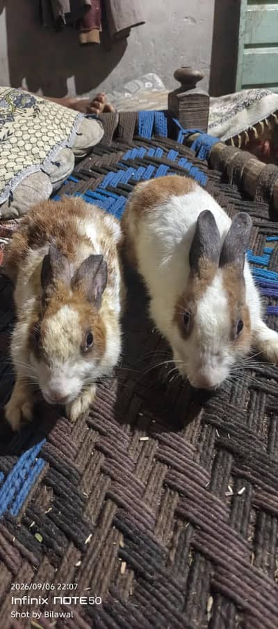 Male and Female Rabbit