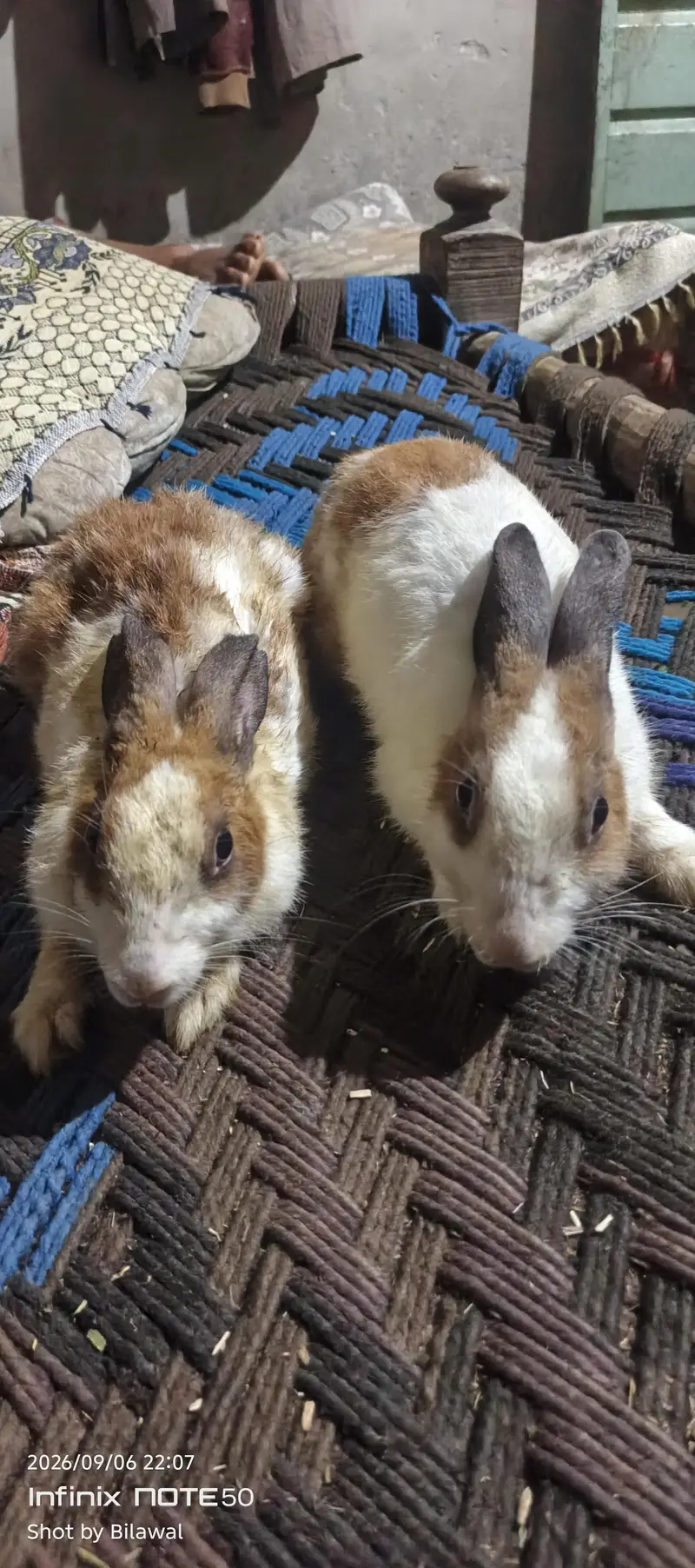 Male and Female Rabbit
