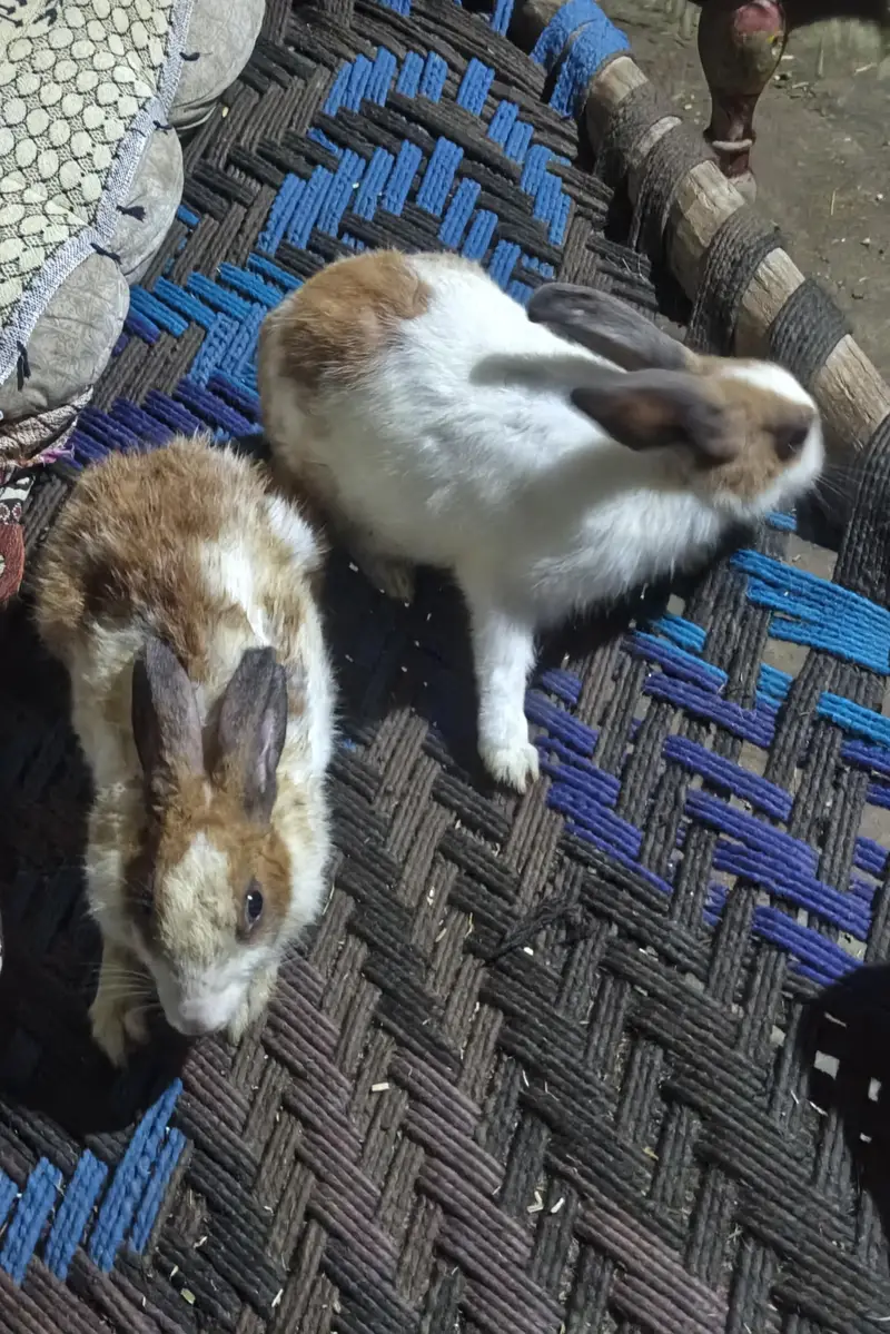 Male and Female Rabbit — photo 2