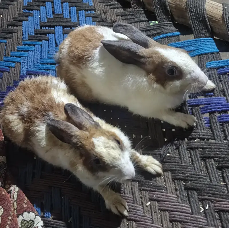 Male and Female Rabbit — photo 3