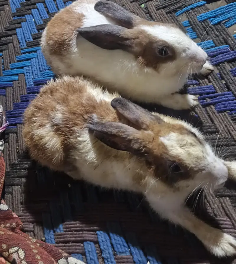 Male and Female Rabbit — photo 4