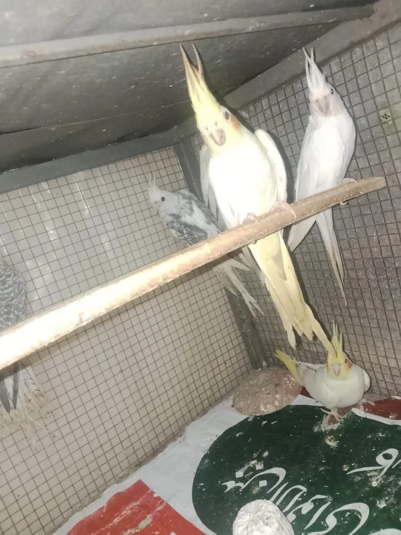 cocktail pairs — photo 2