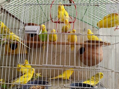 Australian brids Pair for sale .