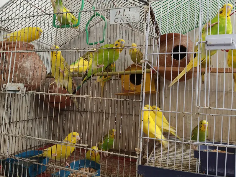 Australian brids Pair for sale . — photo 2