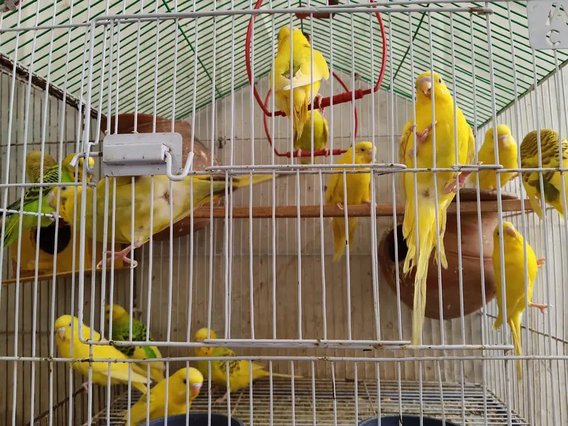 Australian brids Pair for sale . — photo 3