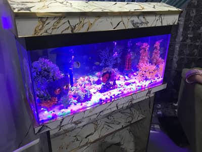 Color tetra fishes 100