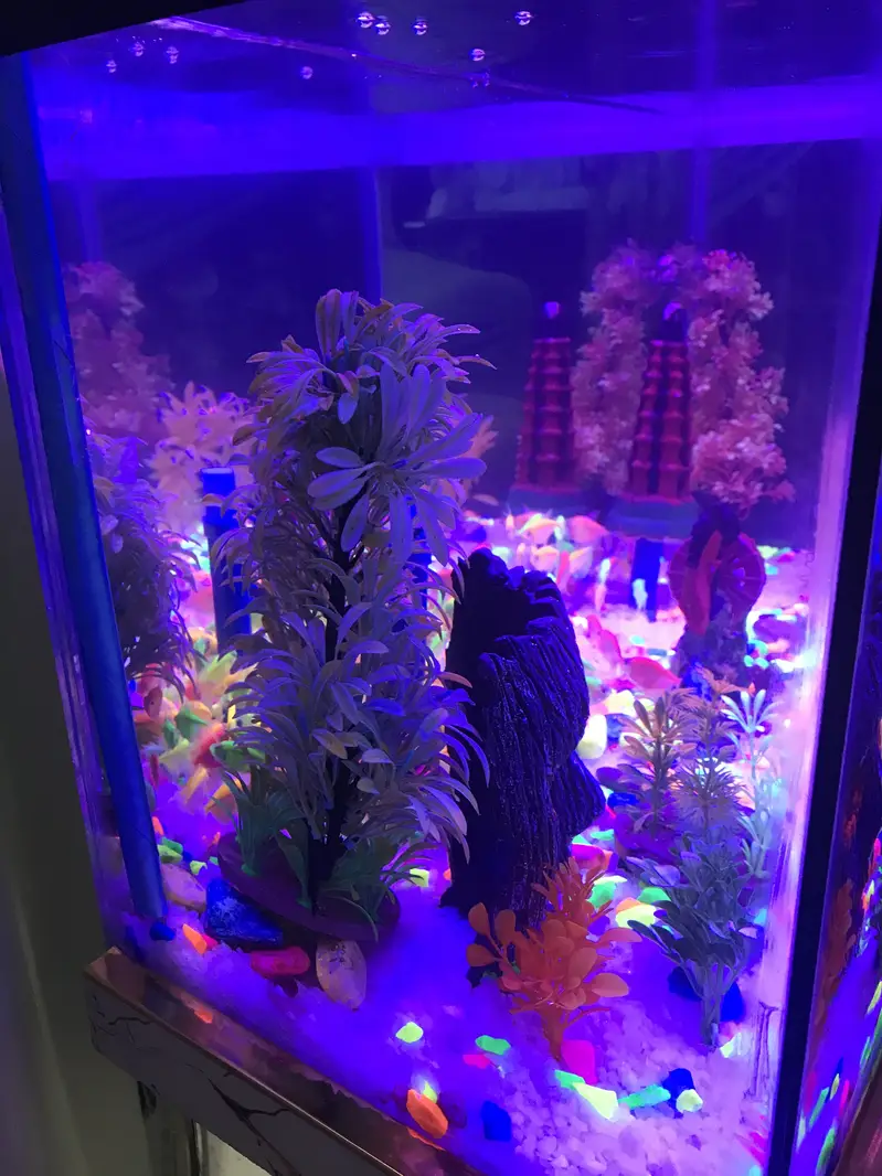 Color tetra fishes 100 with aquarium and all decorations peice — photo 2