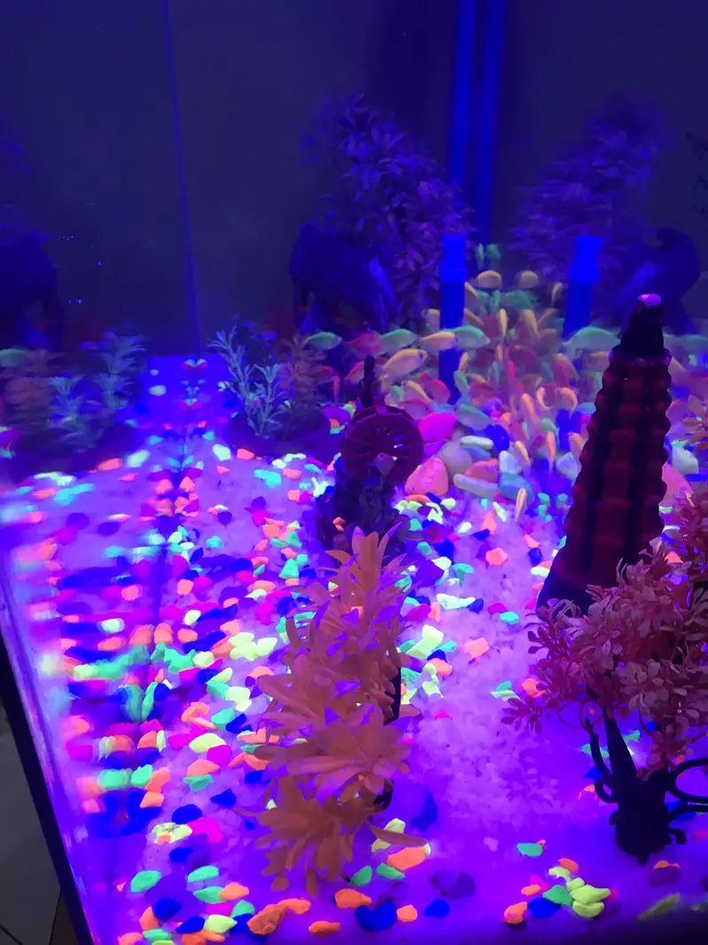 Color tetra fishes 100 with aquarium and all decorations peice — photo 3