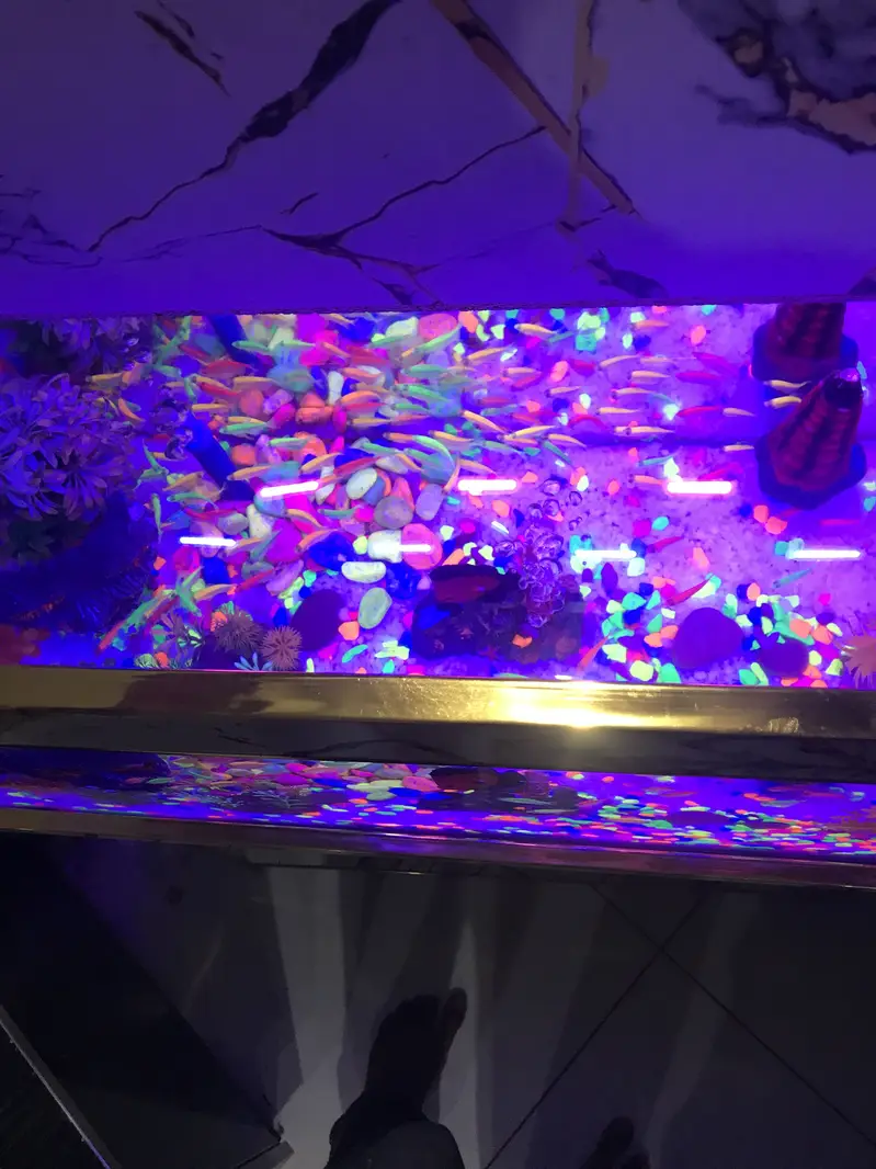 Color tetra fishes 100 with aquarium and all decorations peice — photo 4