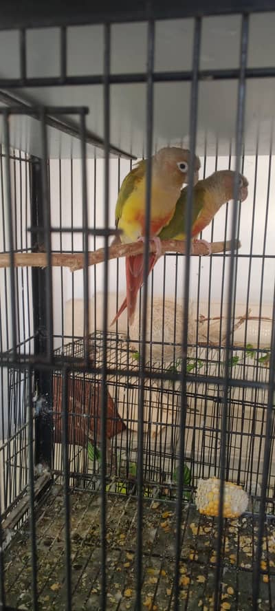 Pineapple Conure 100 % Breeder DNA Pair
