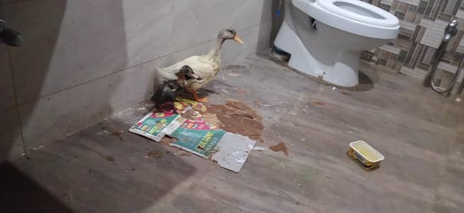 duck for sell
