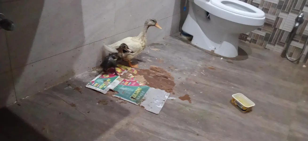 duck for sell