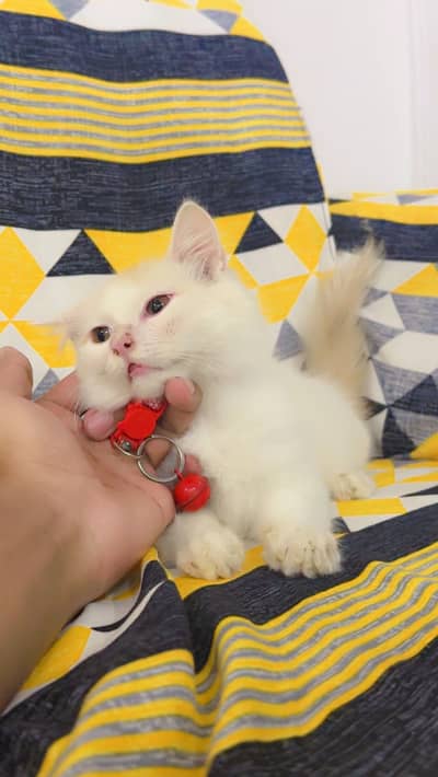 Persian cat tripple coat