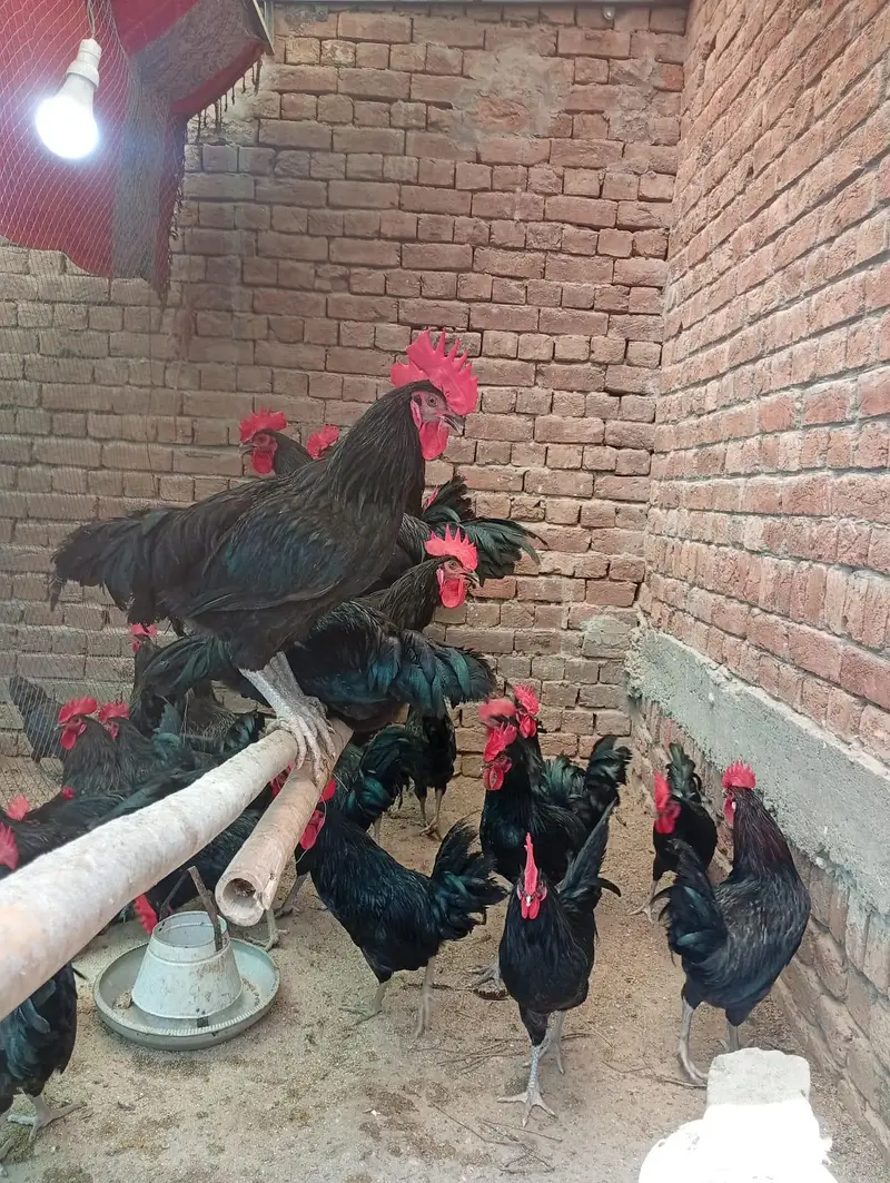 autroop eggs for sale