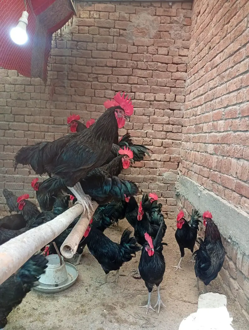 autroop eggs for sale — photo 2