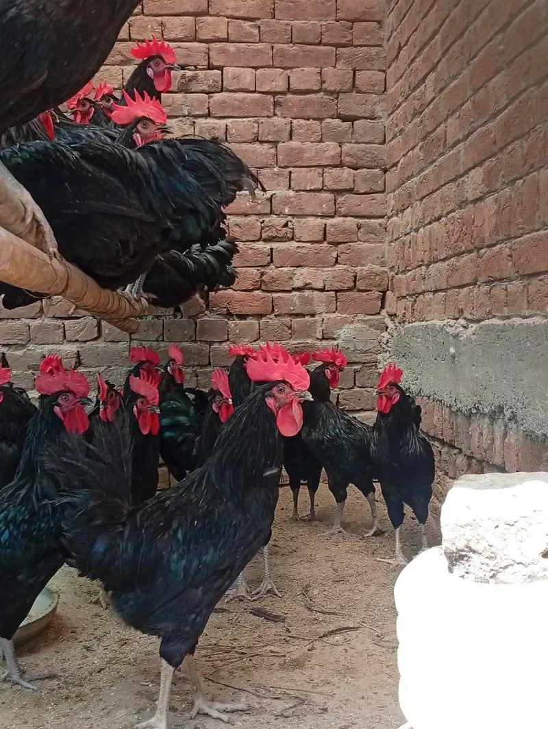 autroop eggs for sale — photo 4