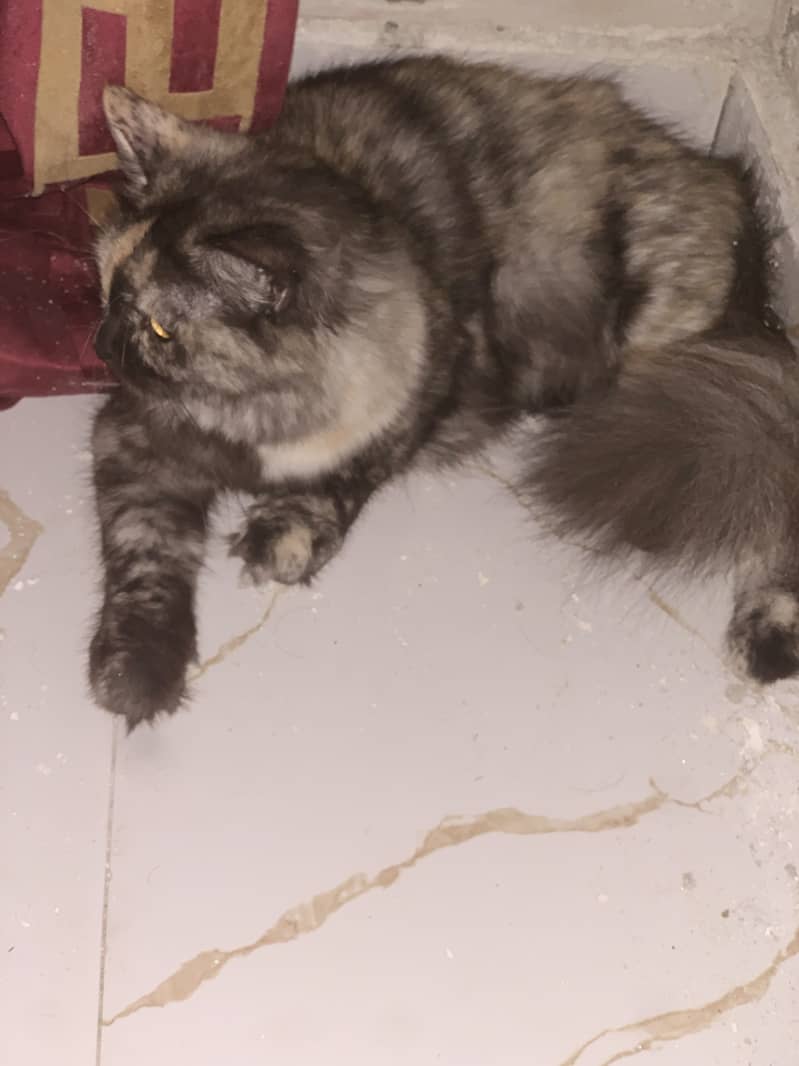 Persian 1