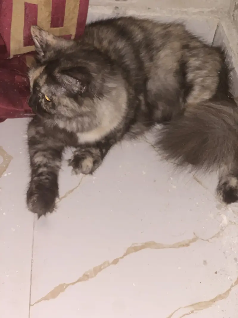 Persian — photo 2