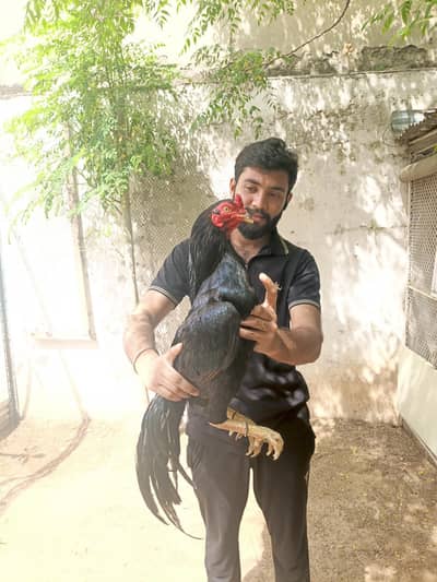 aseel breed