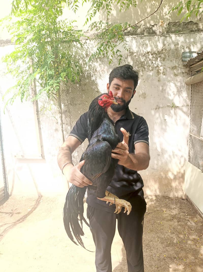 aseel breed 0