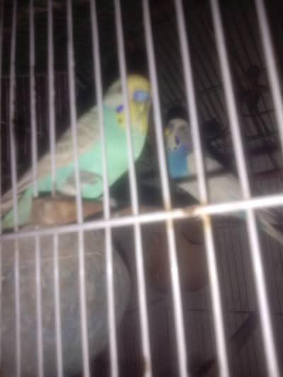 budgies 3 pieces 0314/3366/188 exchange possible