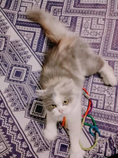 Persian female highe quality female