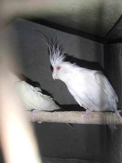 cockatail pair for sale female full handtame