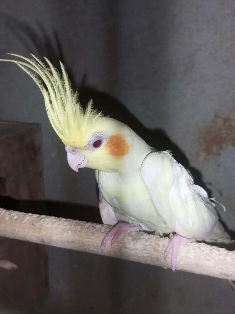 cockatail pair for sale female full handtame — photo 2