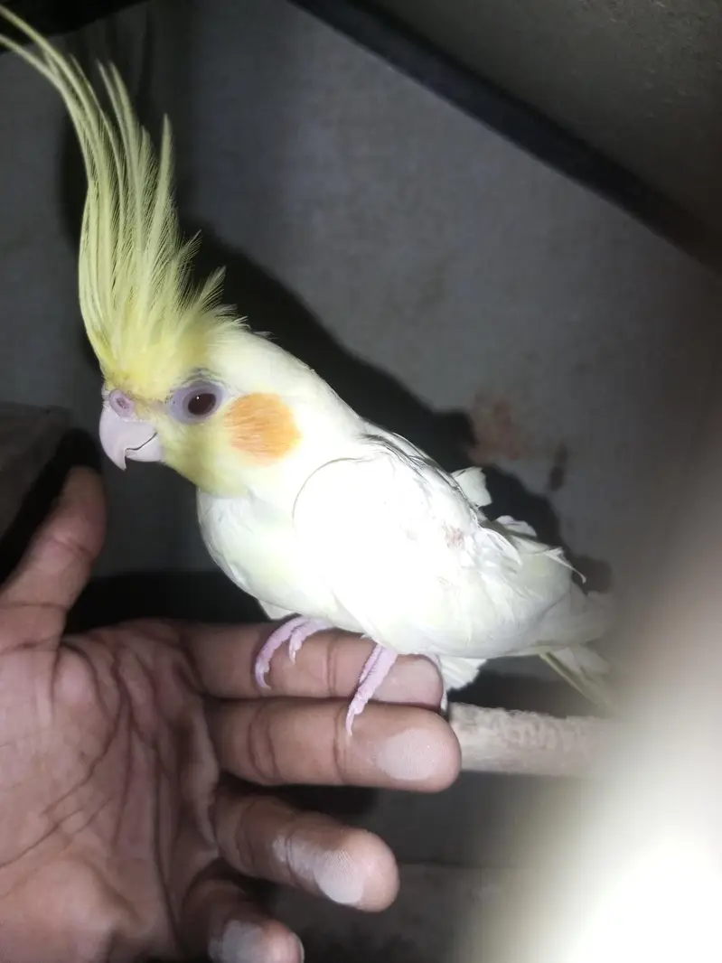 cockatail pair for sale female full handtame — photo 3