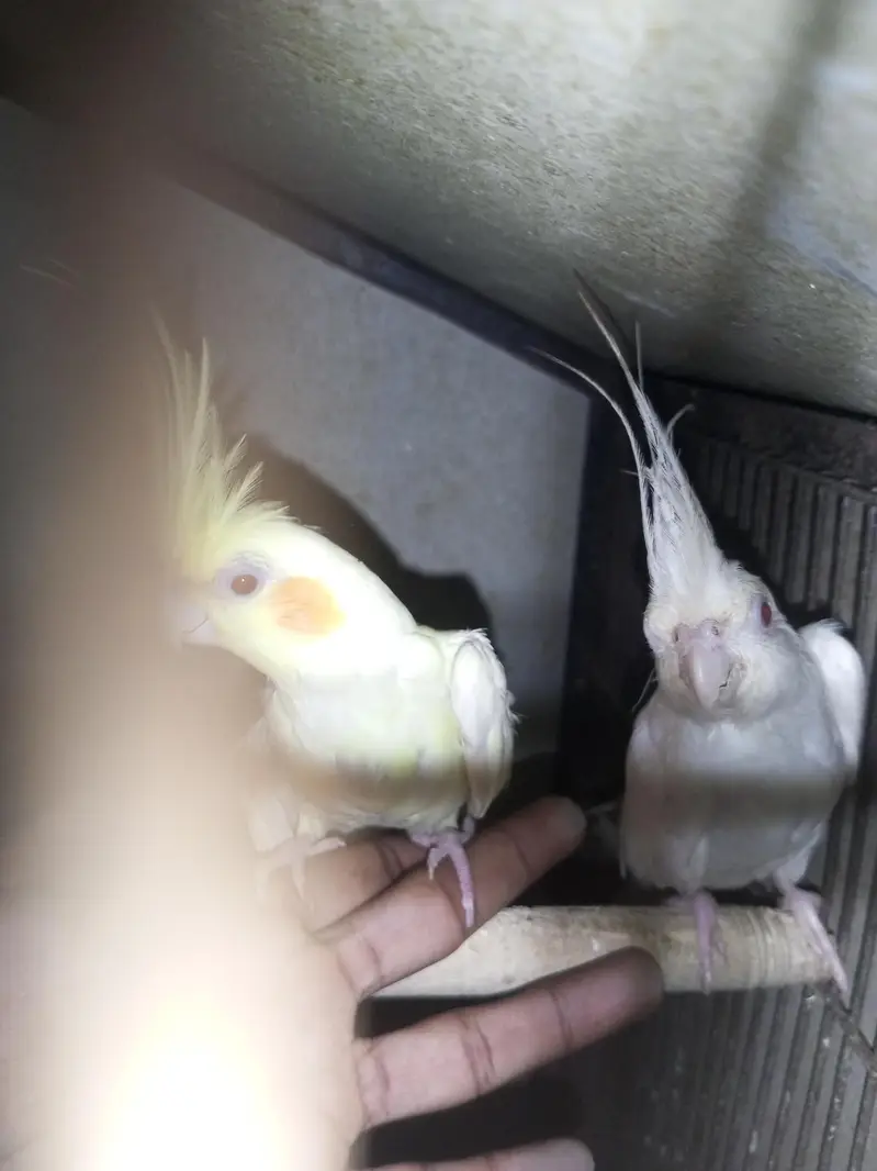 cockatail pair for sale female full handtame — photo 4