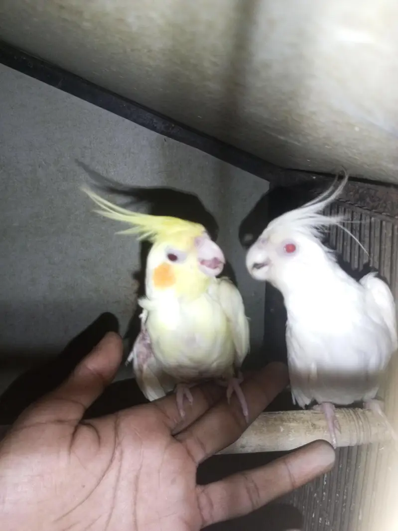 cockatail pair for sale female full handtame — photo 5