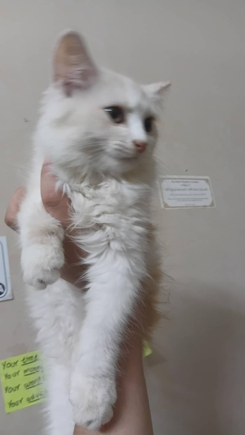 Persian Kitten 2