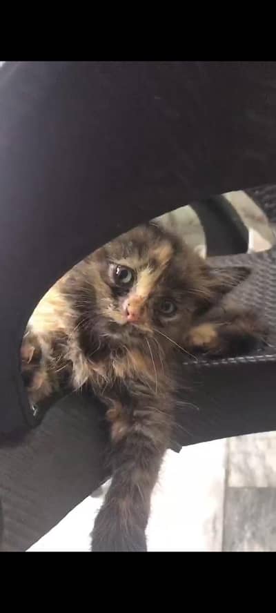 Persian cat baby