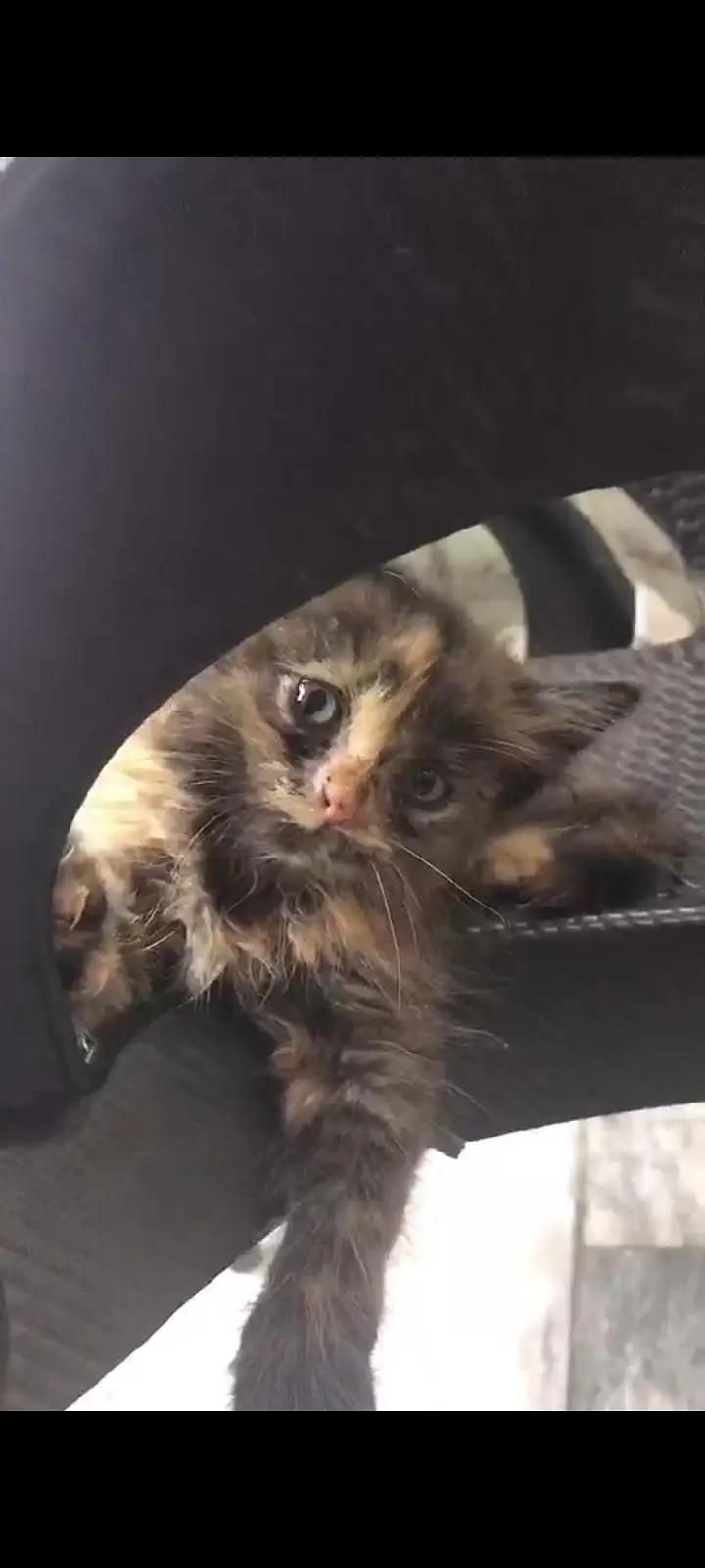 Persian cat baby