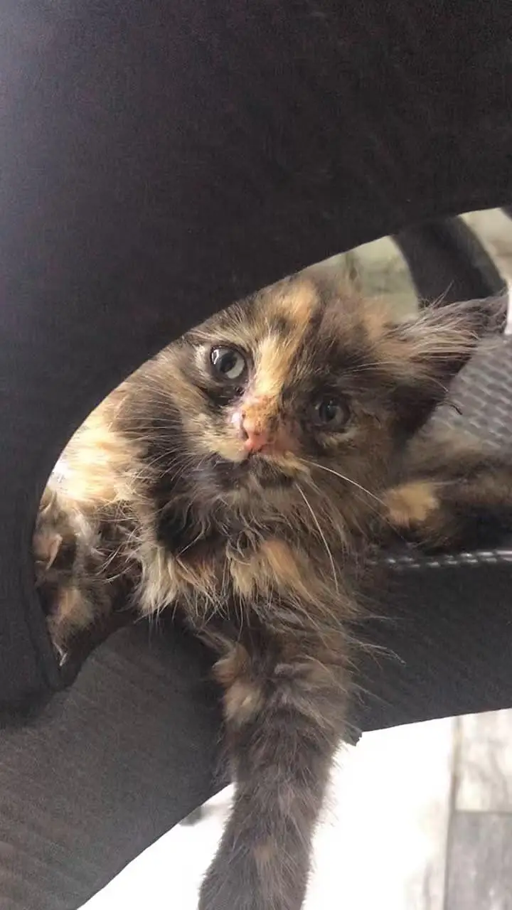 Persian cat baby — photo 2