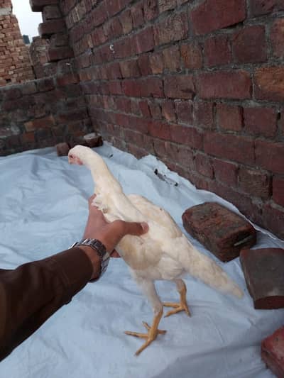 ASeel shamo chick Whatsapp number 03234852217