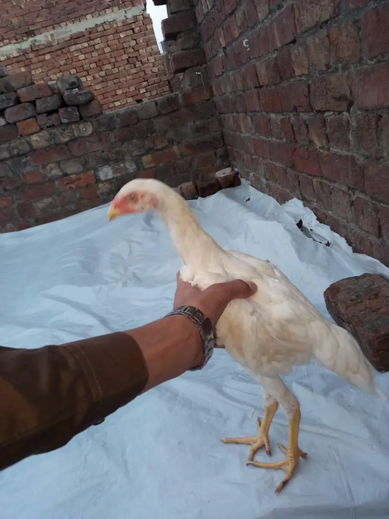 ASeel shamo chick Whatsapp number 03234852217 — photo 2