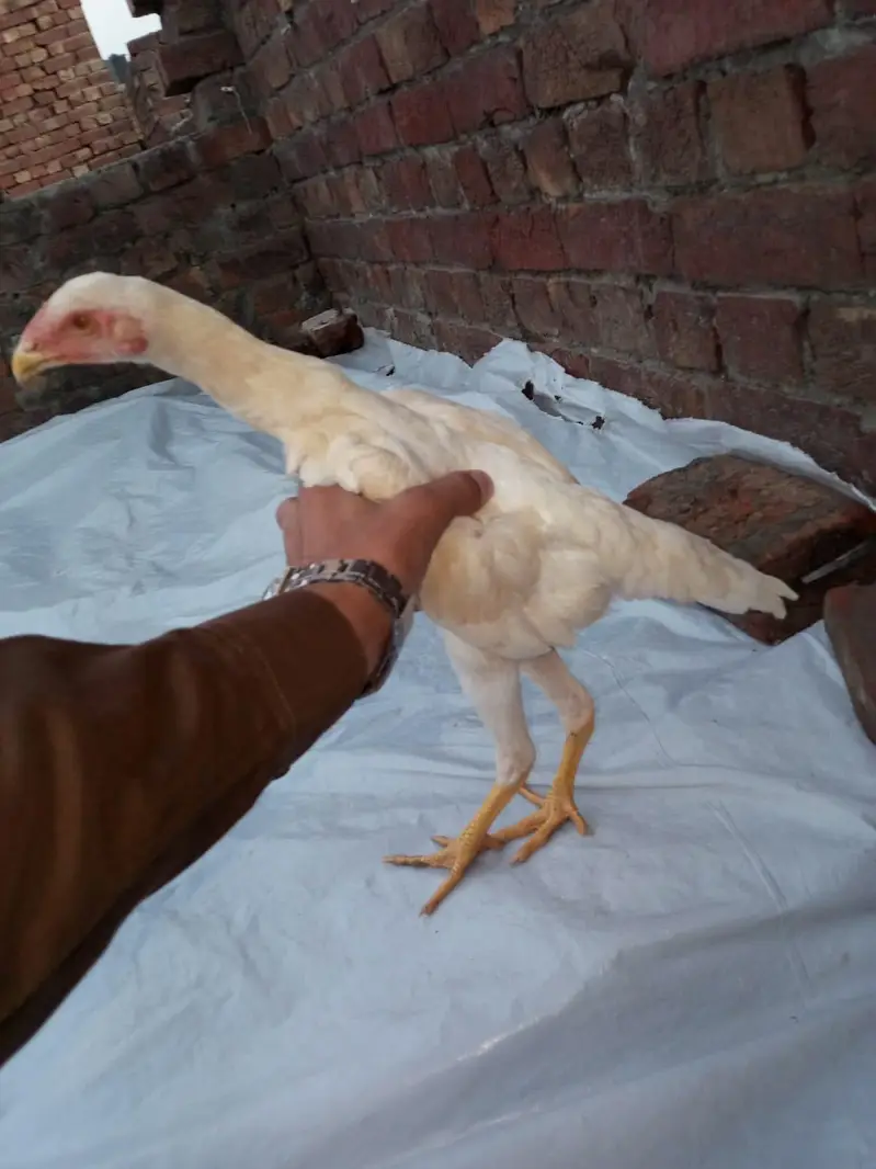ASeel shamo chick Whatsapp number 03234852217 — photo 3