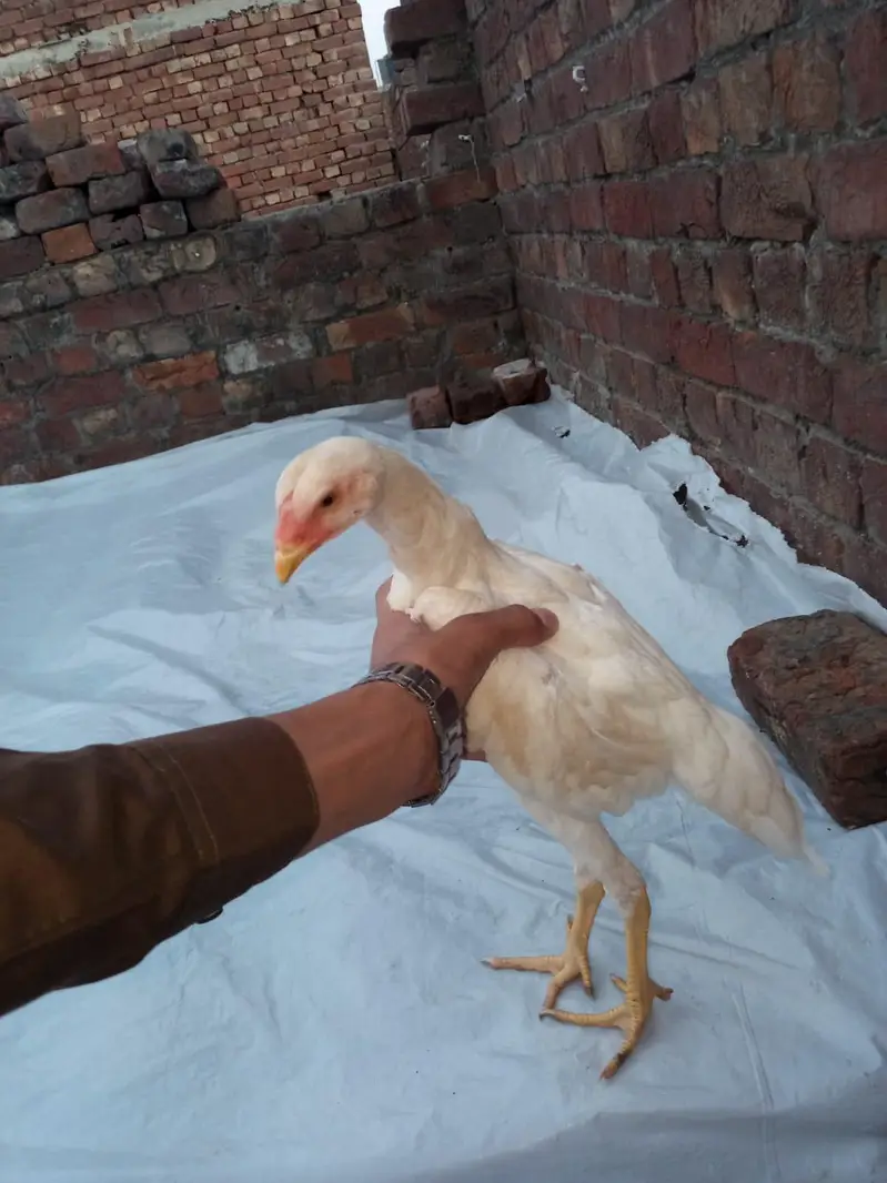 ASeel shamo chick Whatsapp number 03234852217 — photo 4