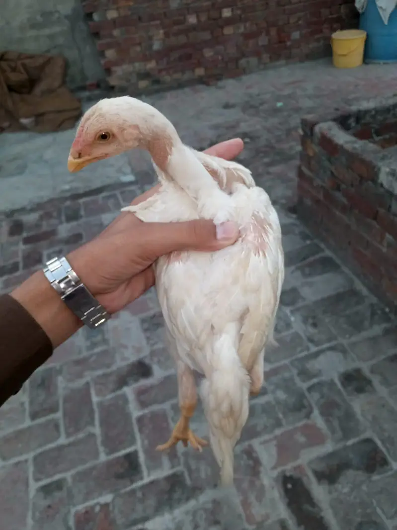 ASeel shamo chick Whatsapp number 03234852217 — photo 5